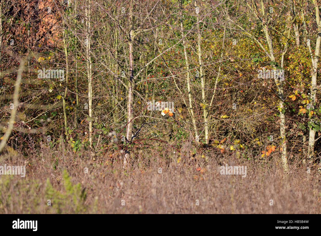 Dried up grass and trees creating autumn mood Stock Photo