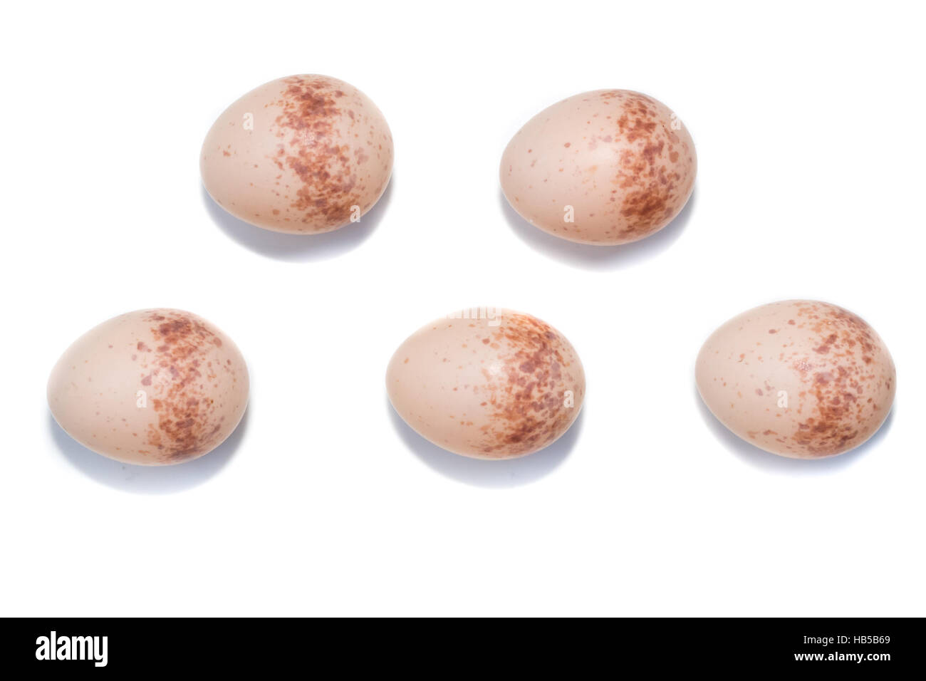 The eggs of the Common Shrike in front of white background, isolated. Stock Photo