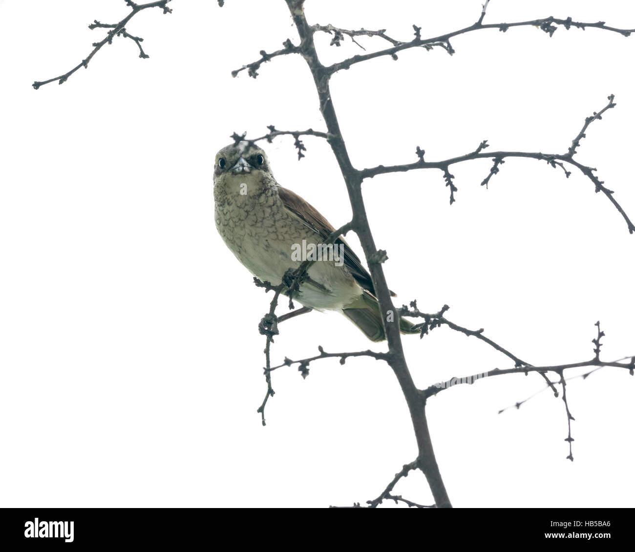 Russia, the Ryazan region (Ryazanskaya oblast), the Pronsky District. Lanius collurio. Stock Photo