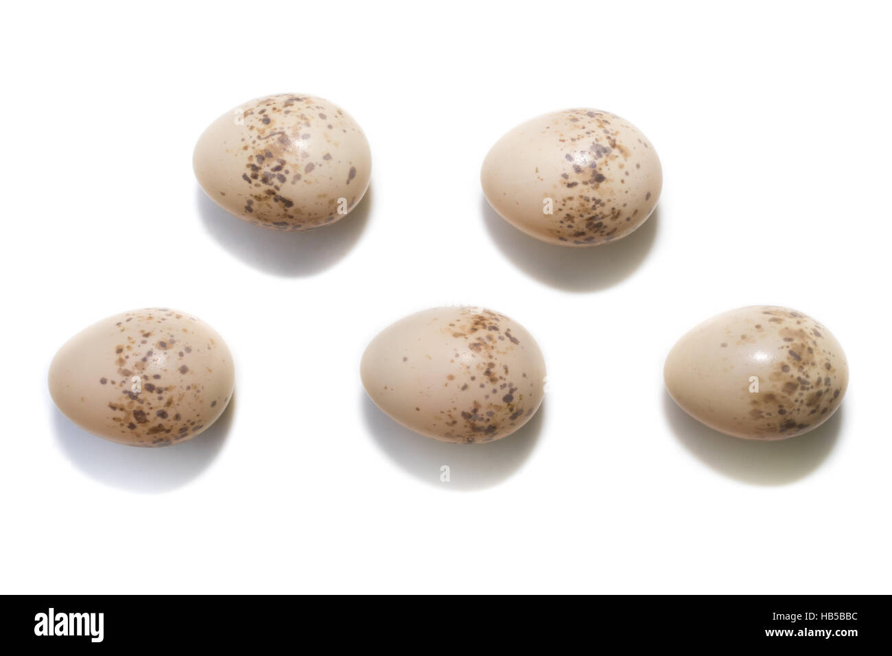 The eggs of the Common Shrike in front of white background, isolated. Stock Photo