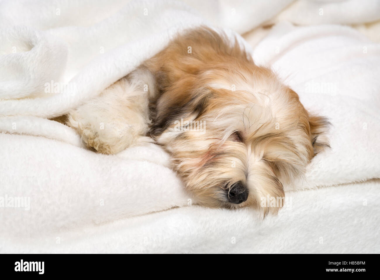 Cute sleeping reddish Bichon Havanese puppy dog in the bed on white bedspread Stock Photo