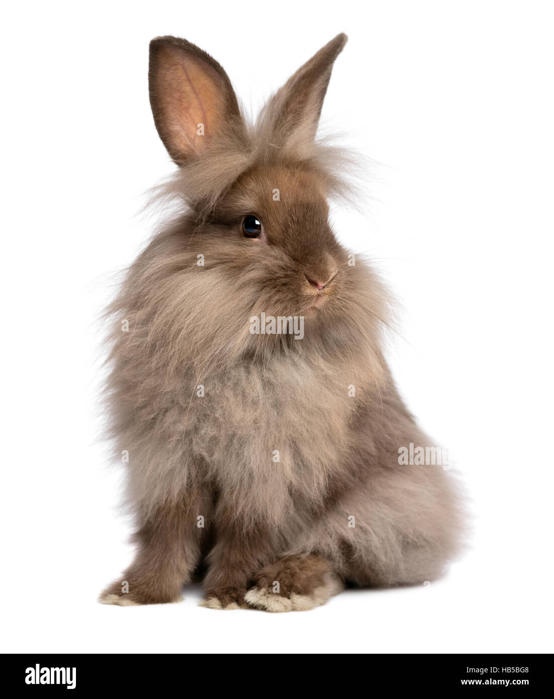 Long Haired White Brown Rabbit Stock Photos Long Haired White