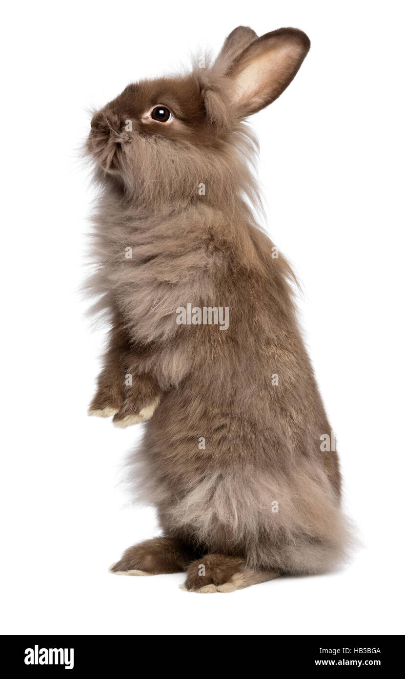 Cute standing chocolate colored lionhead bunny rabbit Stock Photo Alamy