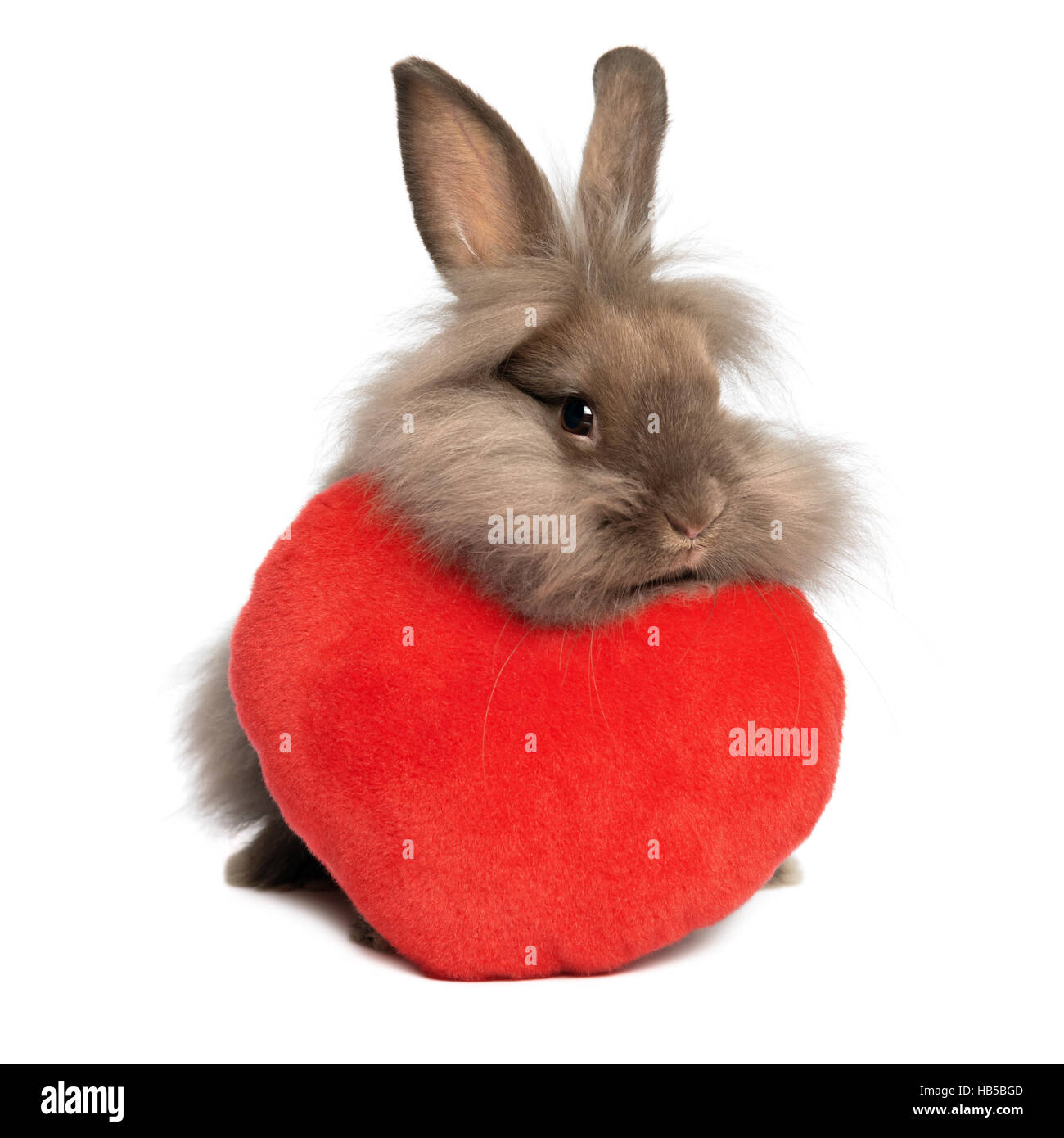 Chocolate heart animal hires stock photography and images Alamy