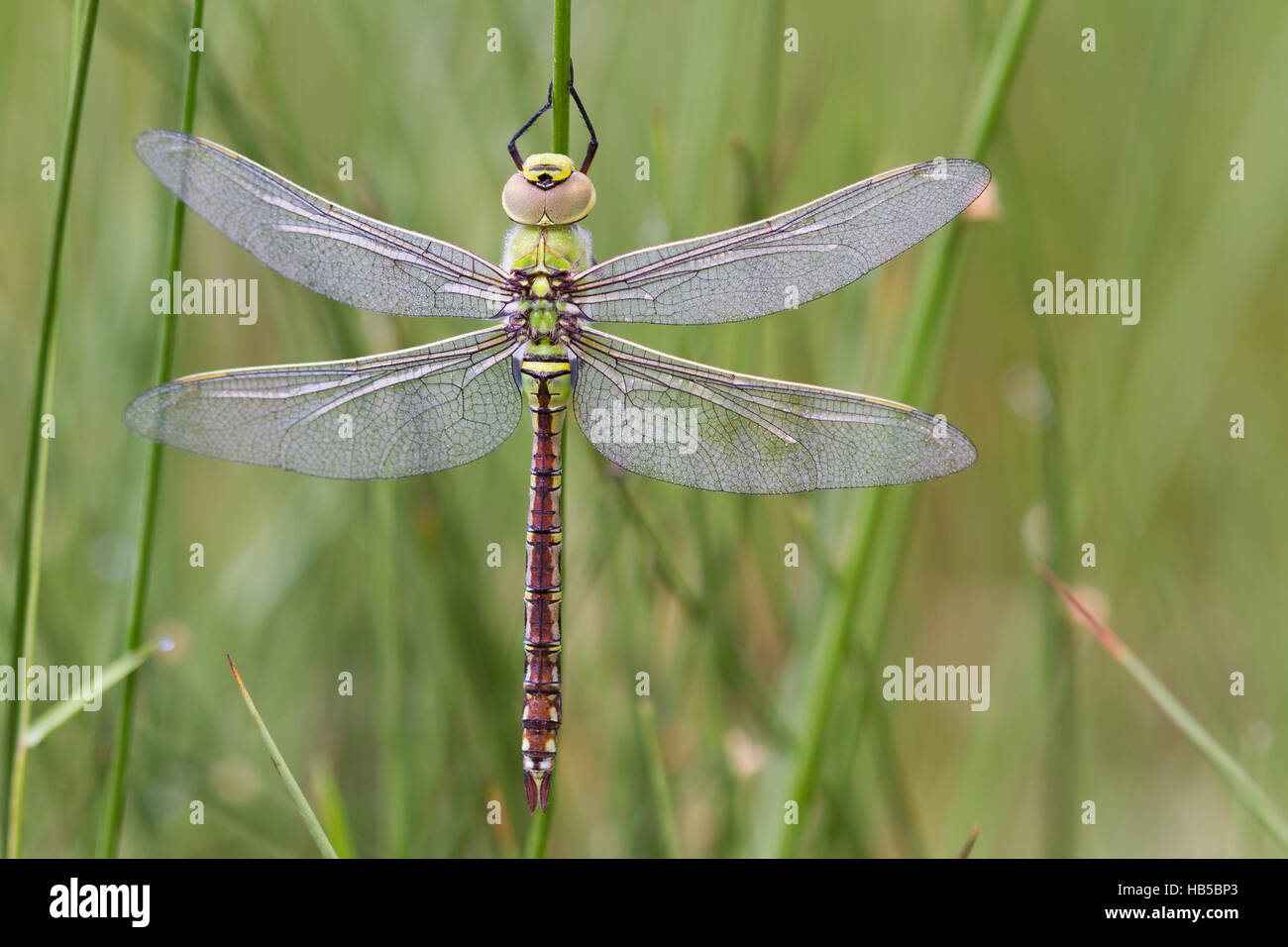 Dragonfly with dew drops Stock Photo - Alamy