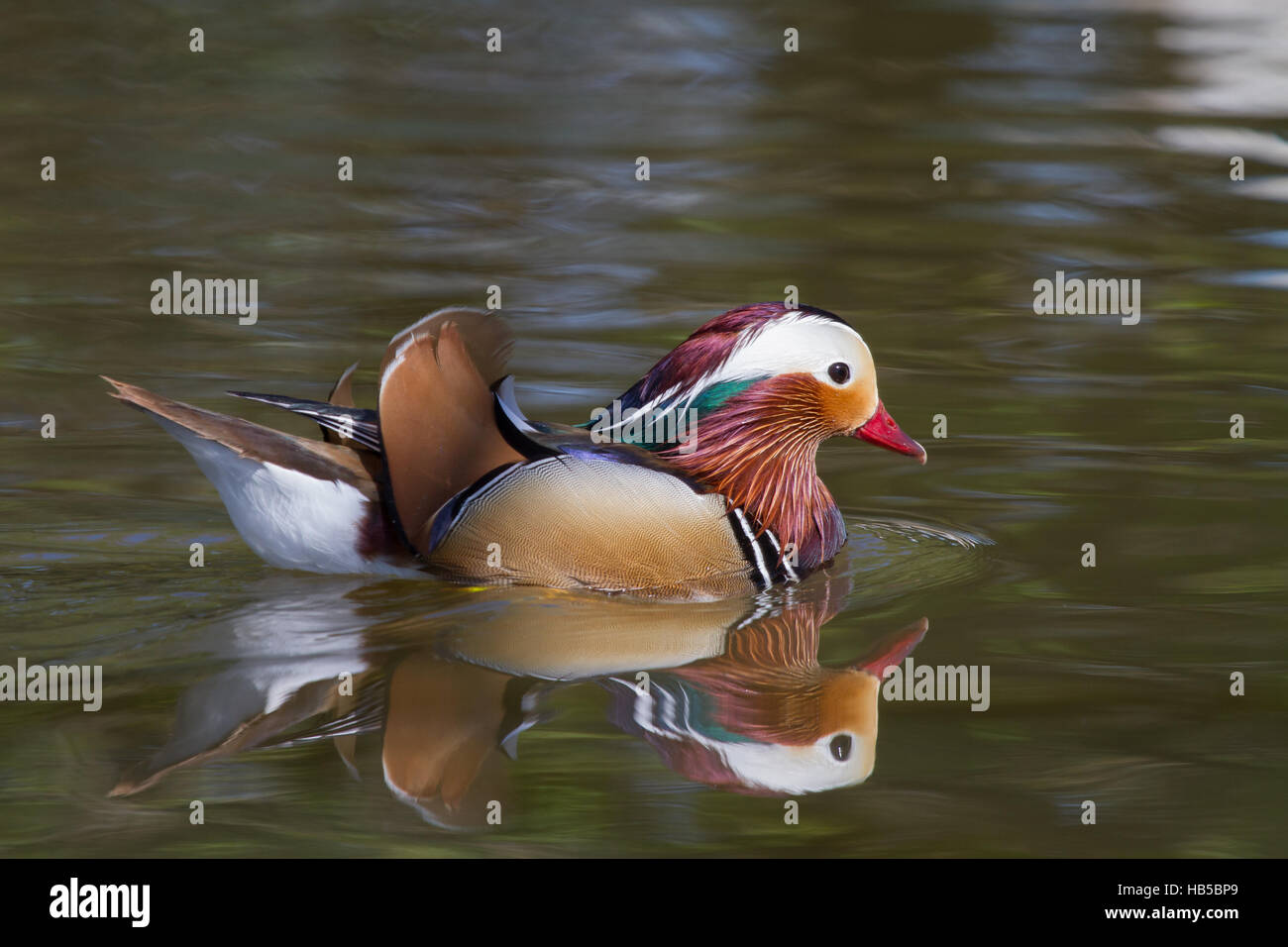 Swimming Mandarin Duck with reflection Stock Photo - Alamy