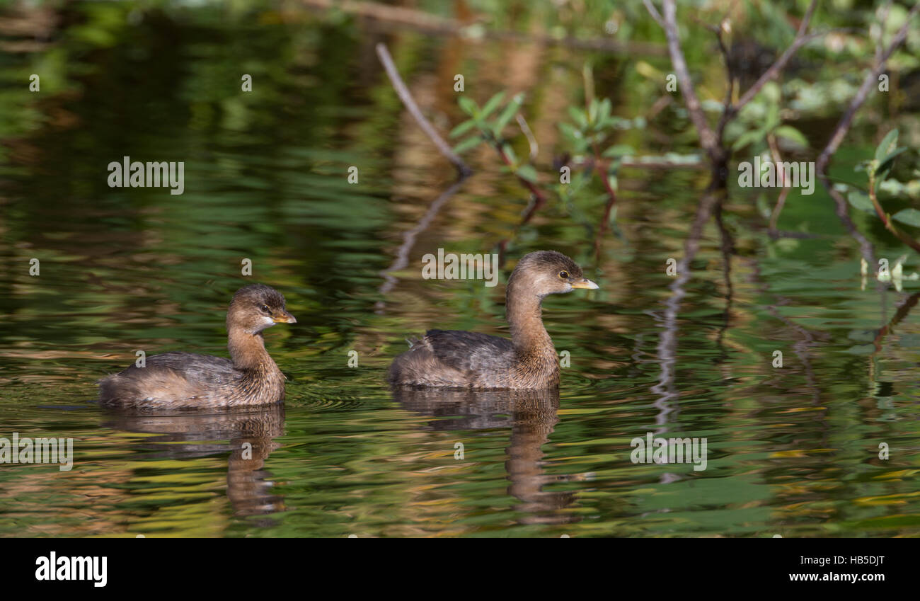 pair of pied billed grebes swimming in Florida Park Stock Photo