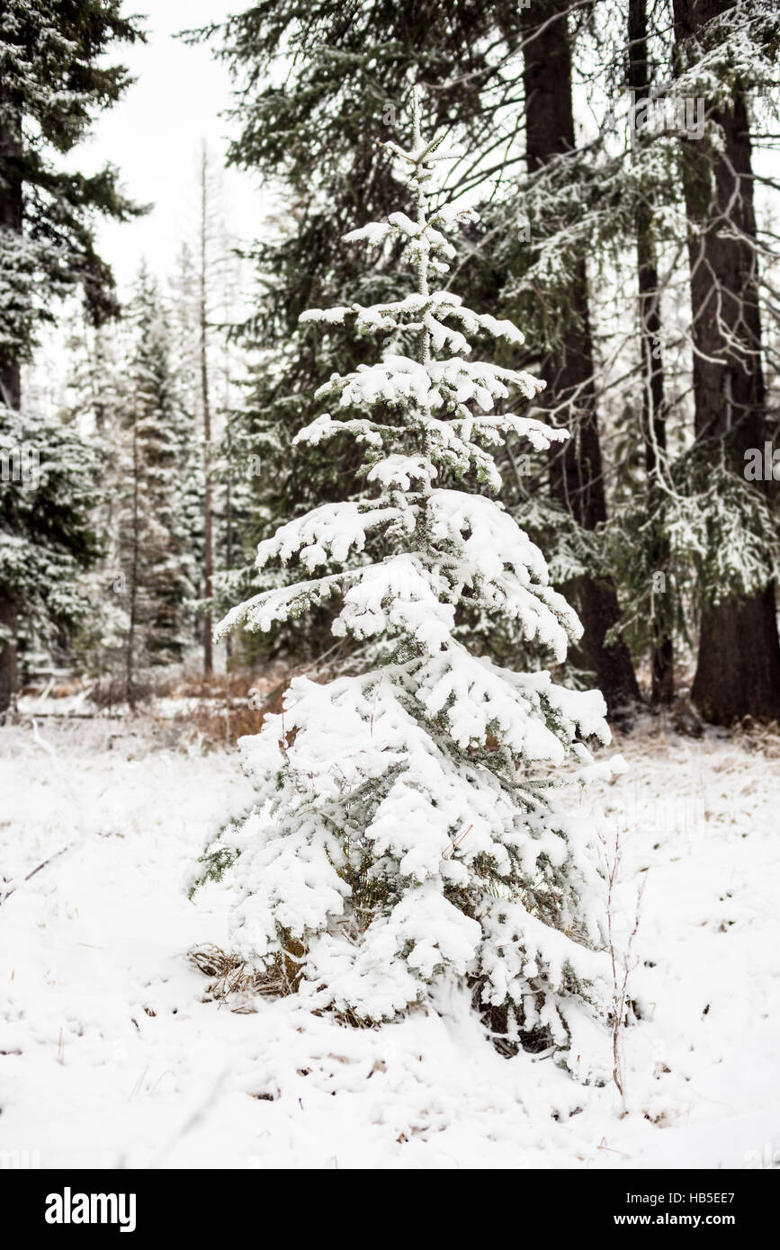 Prefect Christmas tree in the forest covered with snow Stock Photo