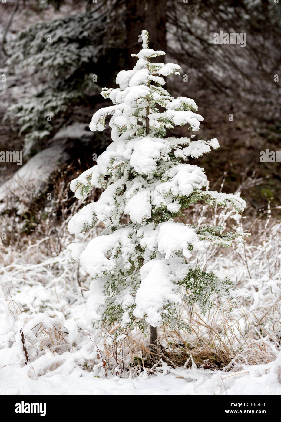 Small snow covered Christmas tree in the forest Stock Photo