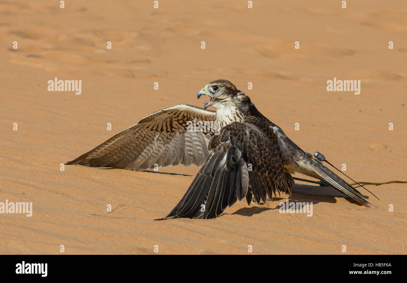 Saker Falcon (falco cherrug) in a desert near Dubai Stock Photo