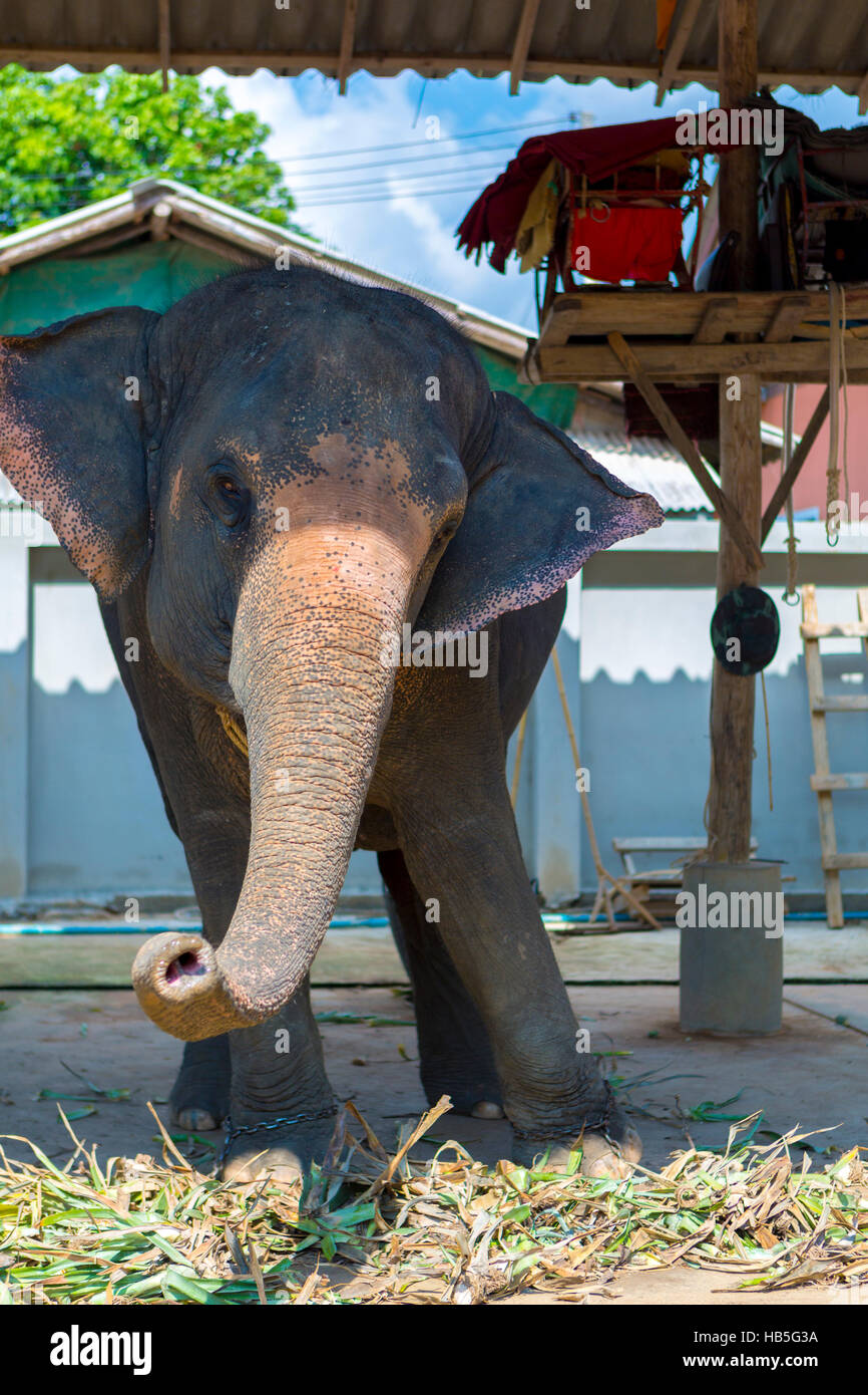 Elephant swaying. Tourist attraction in Koh Chang. Thailand Stock Photo Alamy