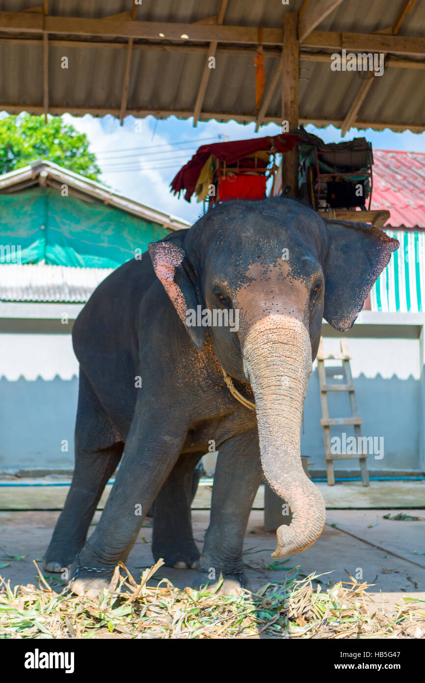 Elephant swaying. Tourist attraction in Koh Chang. Thailand Stock Photo