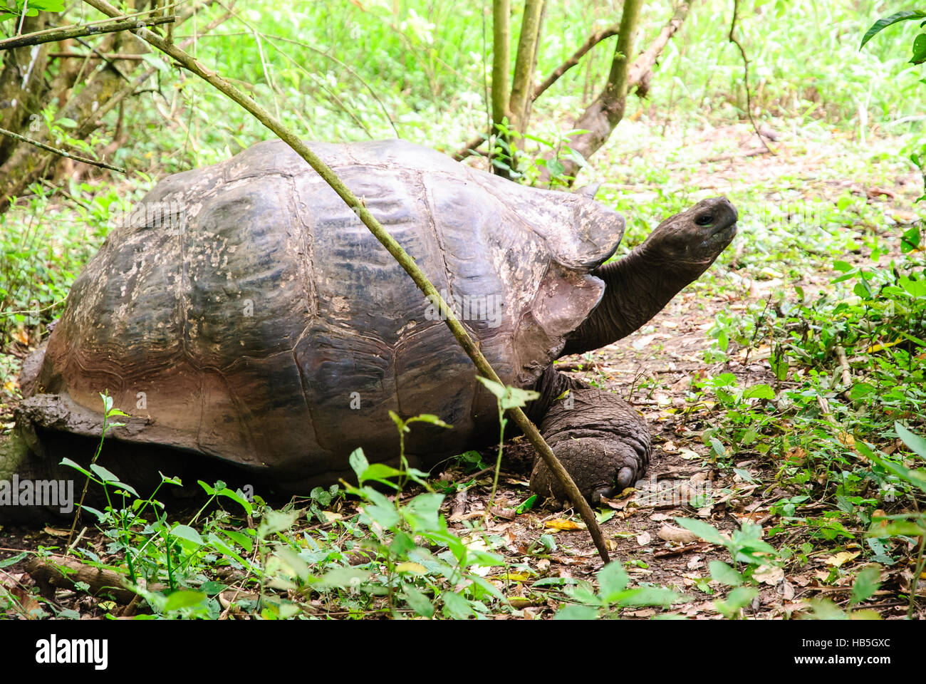 Giant tortoise on the move Stock Photo