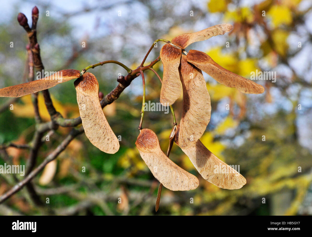 Winged Seeds Stock Photos & Winged Seeds Stock Images Alamy