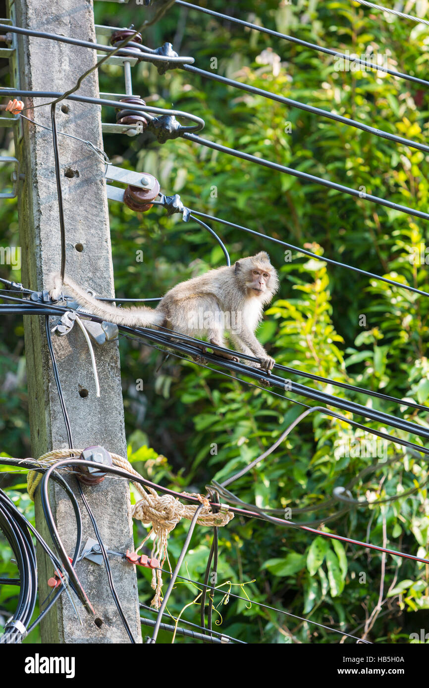 Monkey on pole hi-res stock photography and images - Alamy
