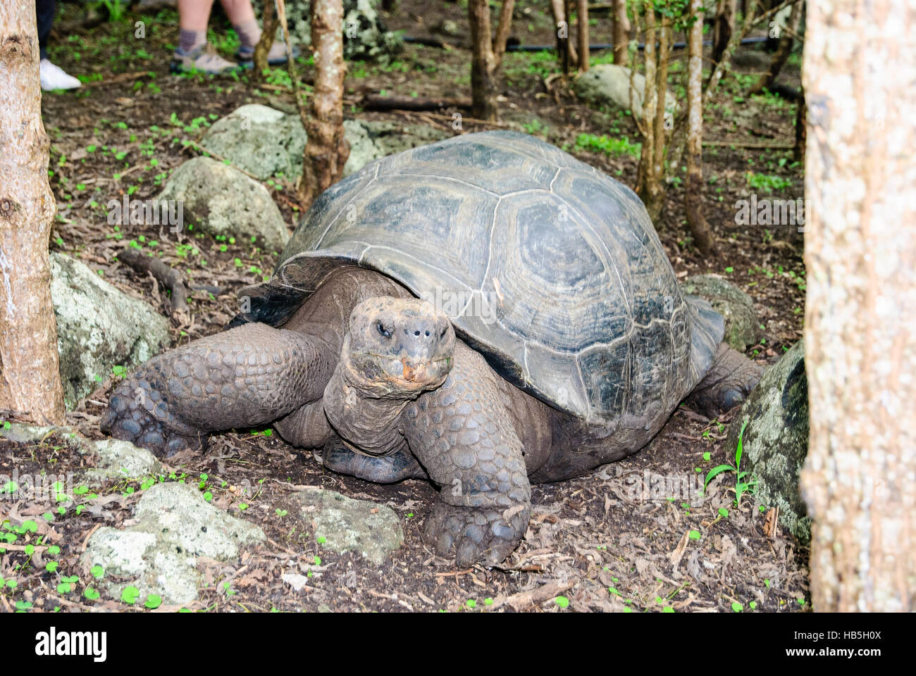 Giant tortoise in the woods Stock Photo