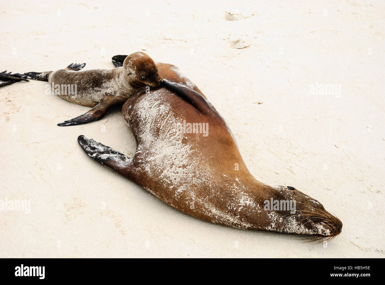 Sealion pup suckling from its mum Stock Photo