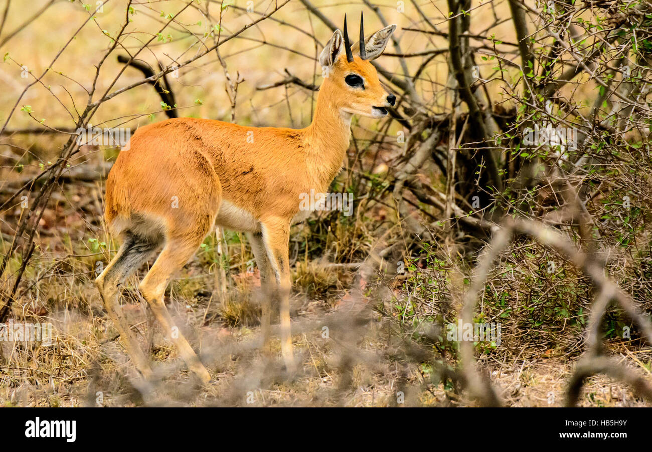 Steenbok in the bush Stock Photo