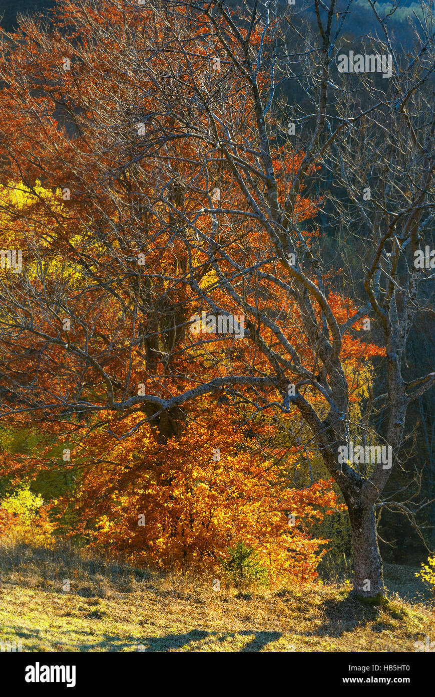 Golden autumn in mountain Stock Photo - Alamy