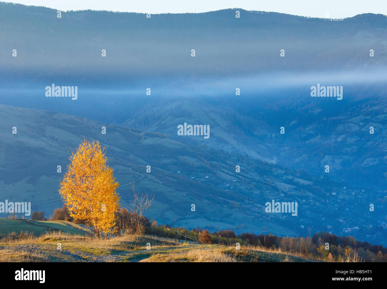 Golden birch trees in misty autumn mountain Stock Photo - Alamy