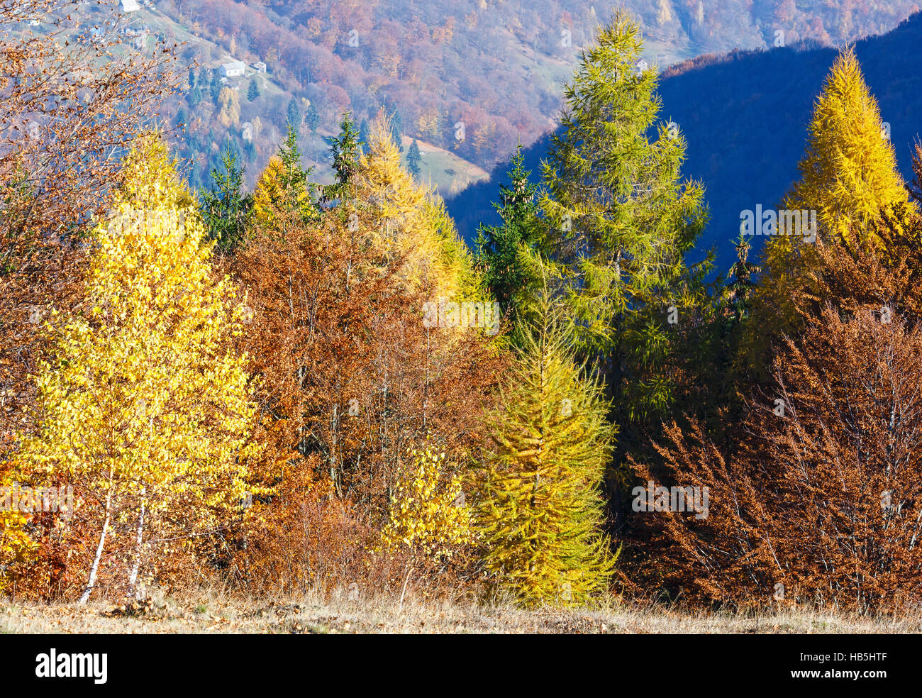 Golden autumn in mountain Stock Photo - Alamy