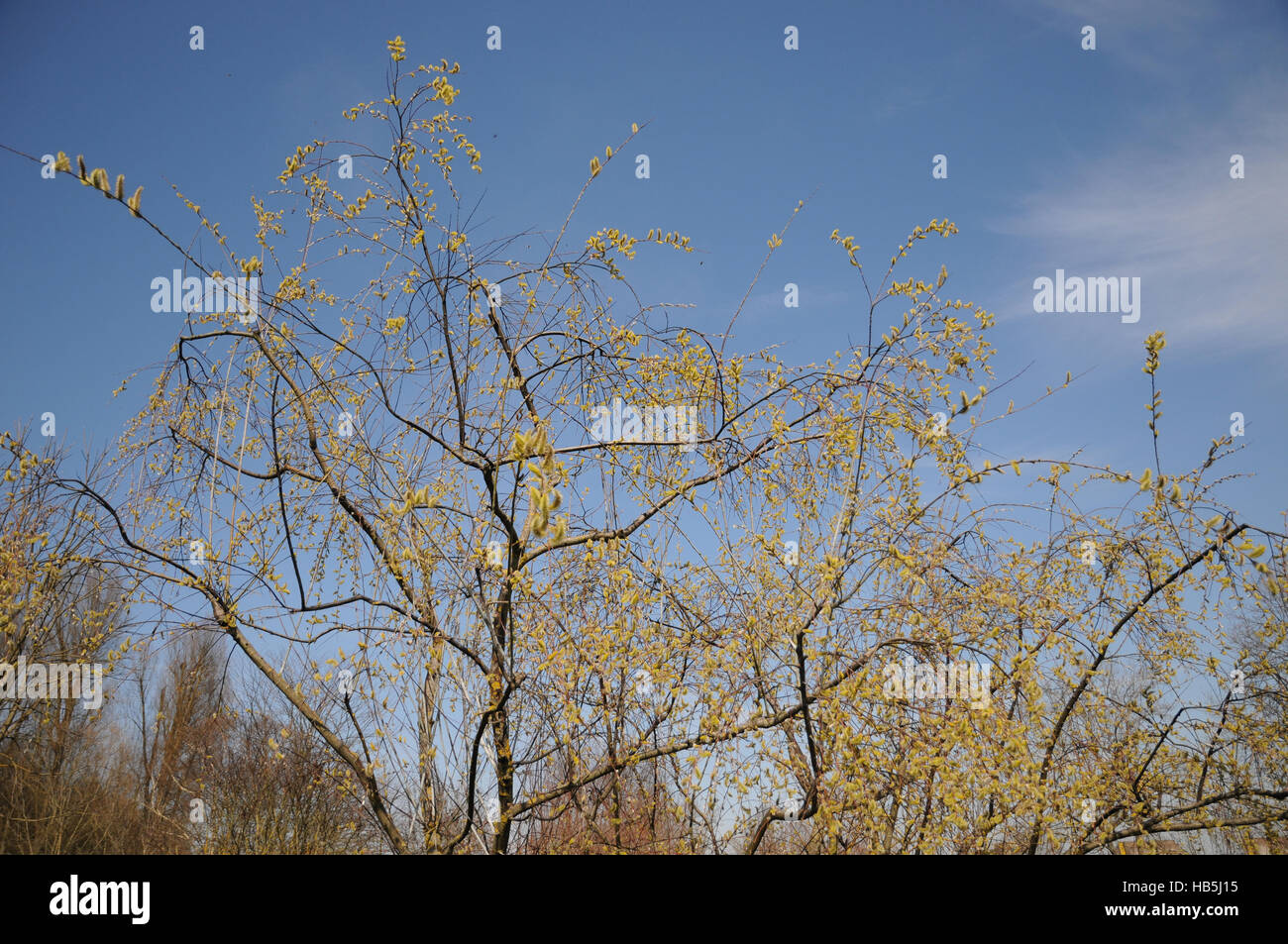 Salix acutifolia, Longleaved willow Stock Photo