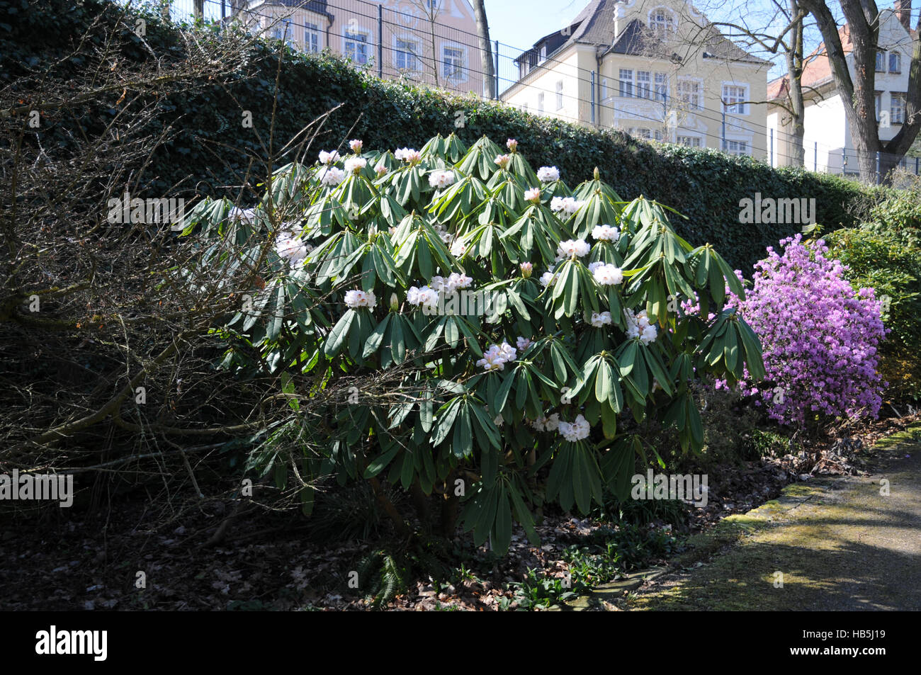 Rhododendron calophytum Stock Photo