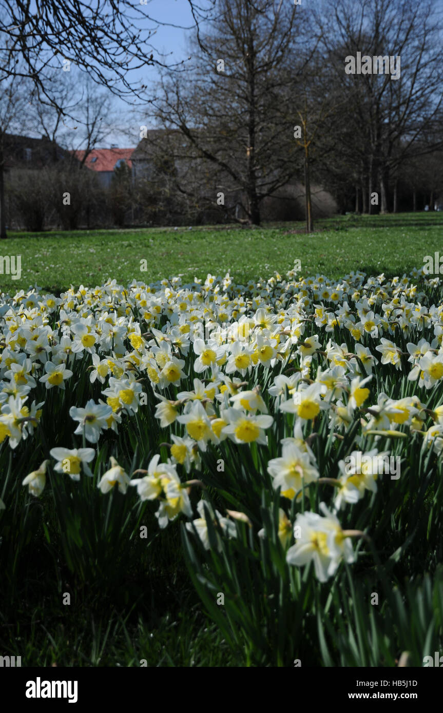 Narcissus x incomparabilis, Nonesuch daffodil Stock Photo