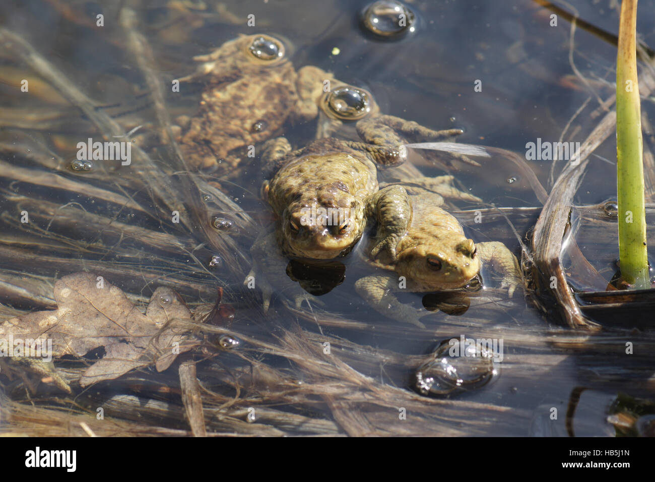 Bufo bufo, Toad, mating Stock Photo