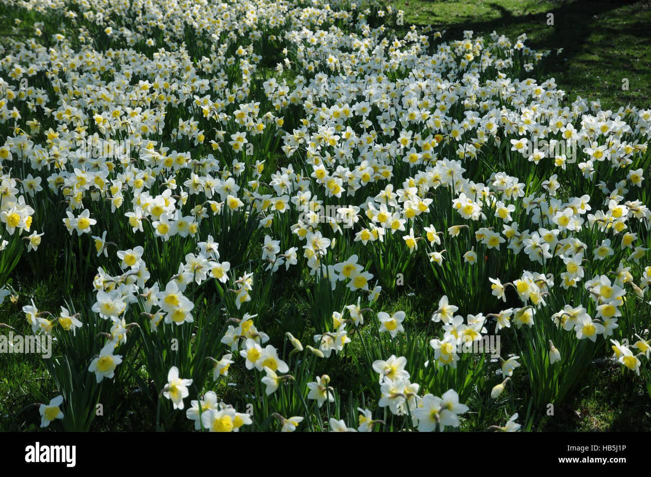 Narcissus x incomparabilis, Nonesuch daffodil Stock Photo