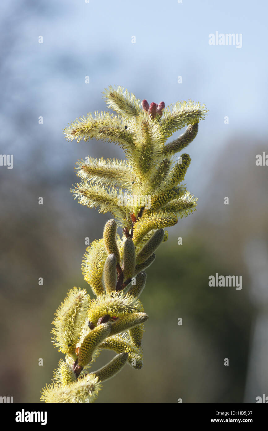 Salix sachalinensis, Sachalin willow Stock Photo