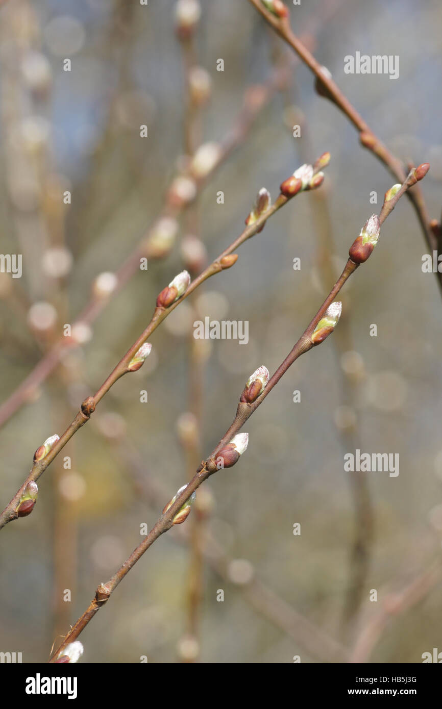 Salix aurita, Ear-willow Stock Photo