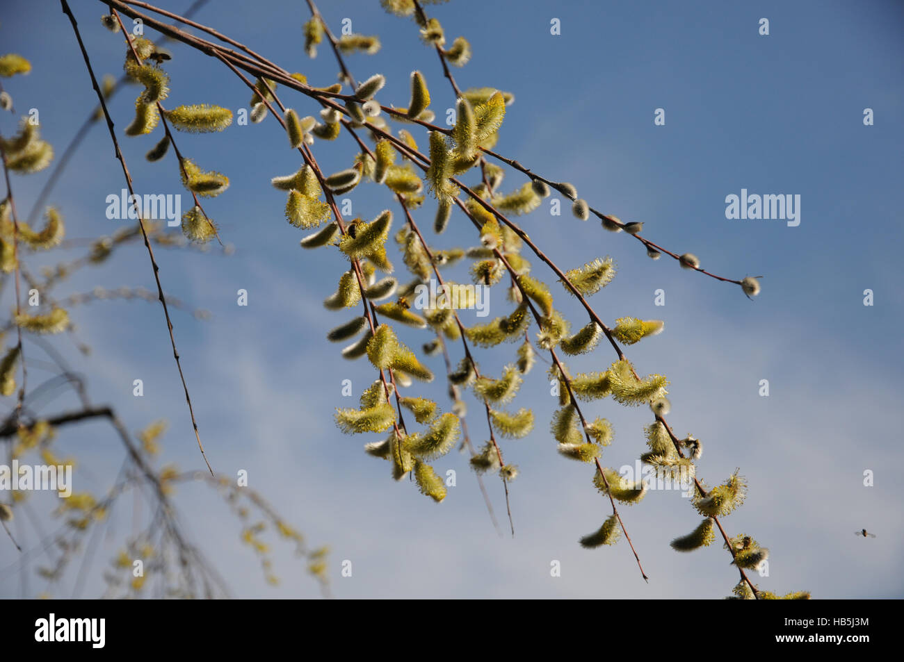 Salix acutifolia, Longleaved willow Stock Photo