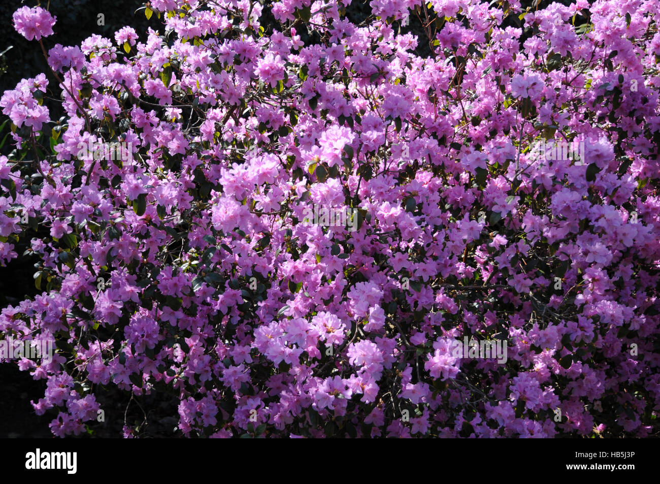 Rhododendron praecox hi-res stock photography and images - Alamy