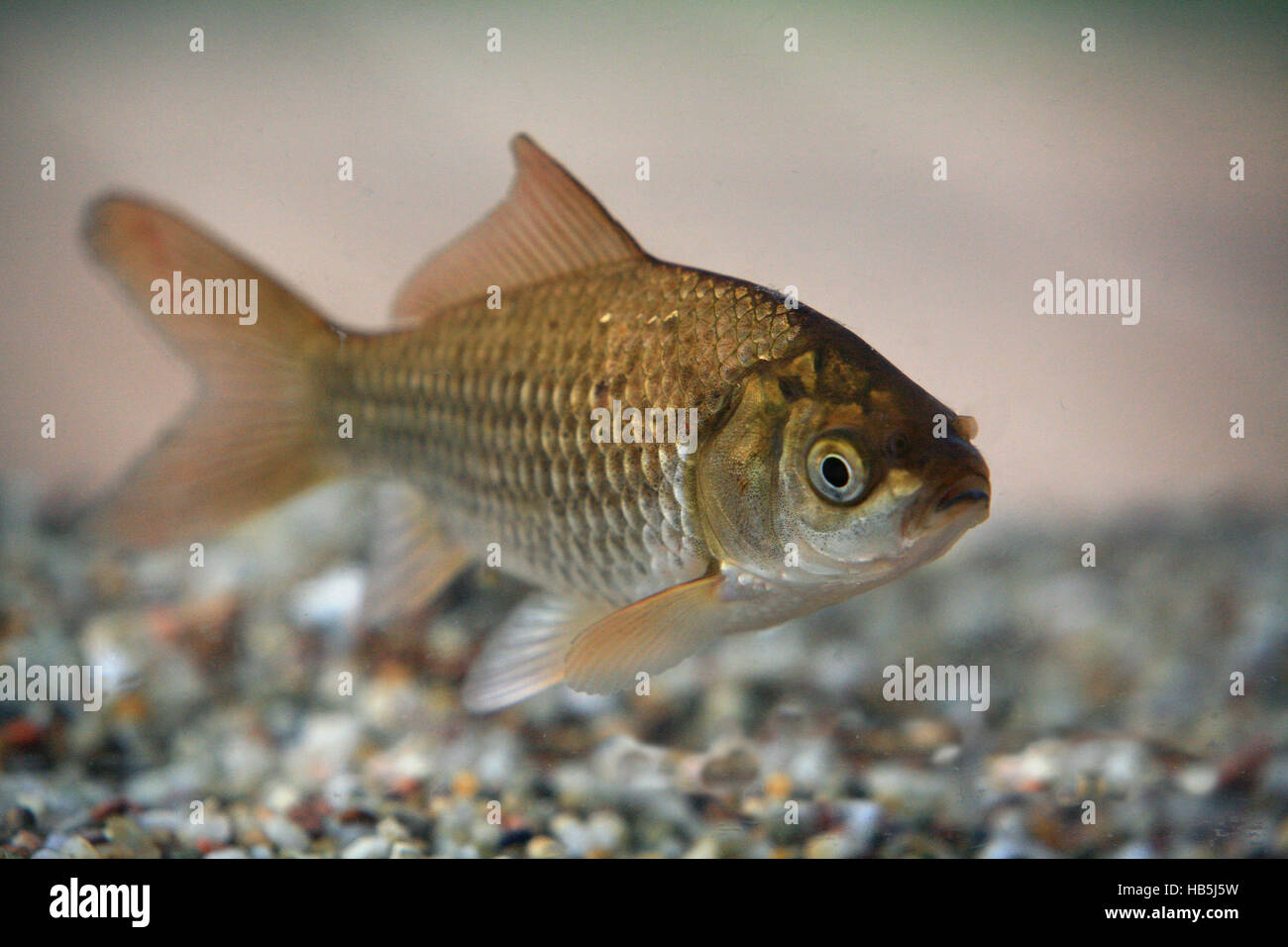 Goldfish, carassius auratus Stock Photo