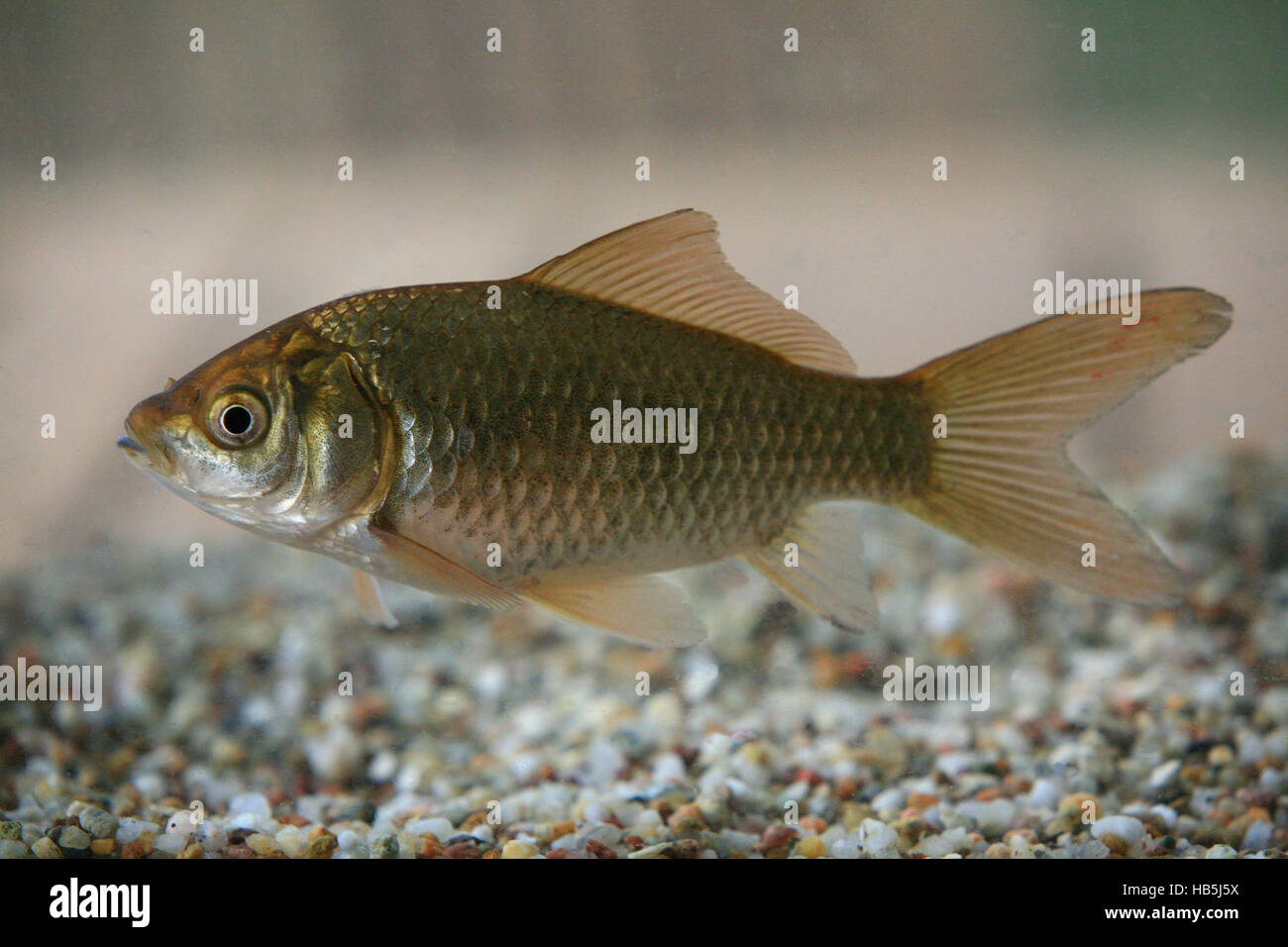 Goldfish, carassius auratus Stock Photo