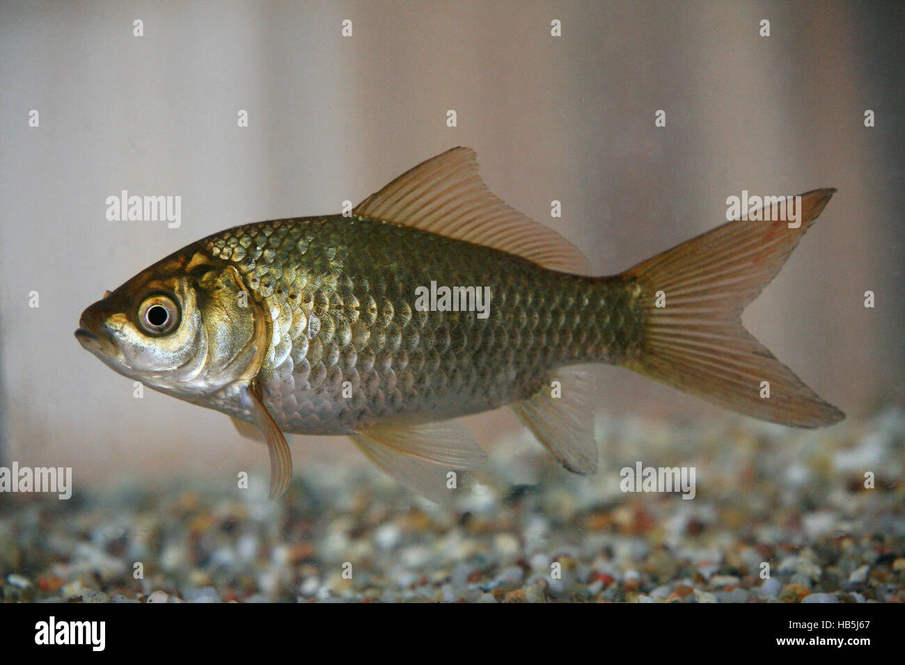 Goldfisch carassius auratus hi-res stock photography and images - Alamy