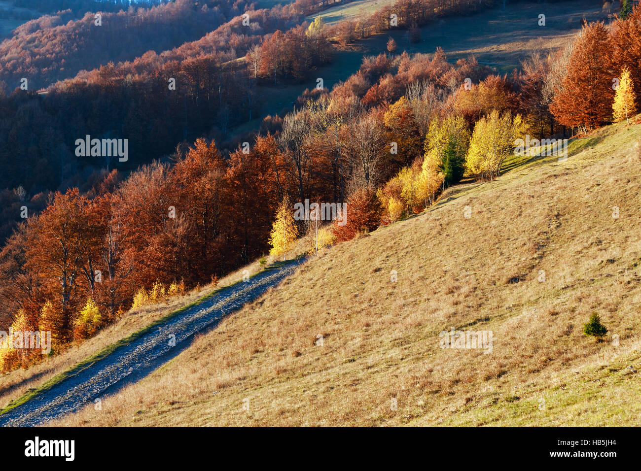 Rural road and golden autumn in mountain Stock Photo - Alamy