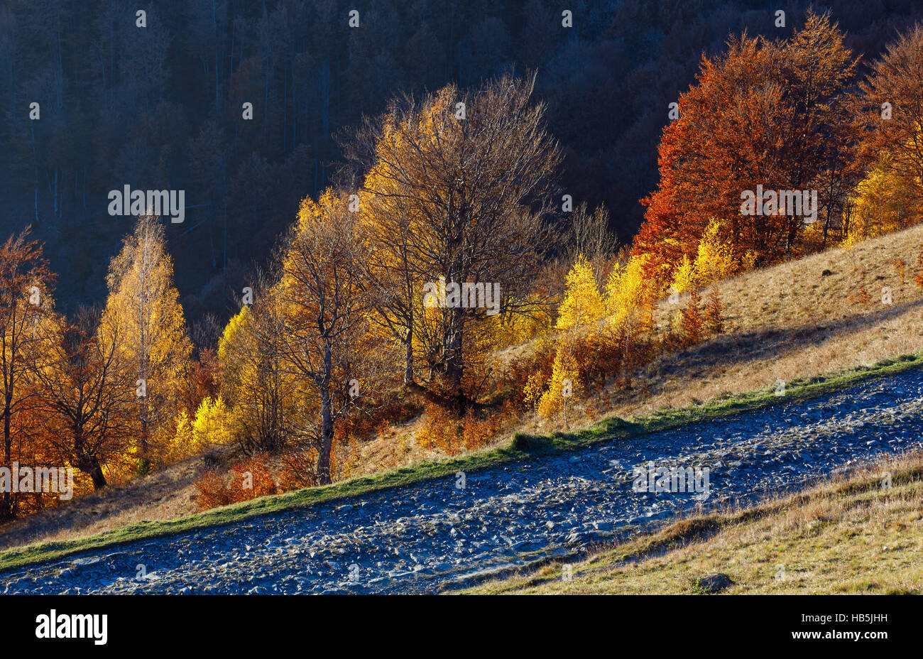 Rural road and golden autumn in mountain Stock Photo - Alamy