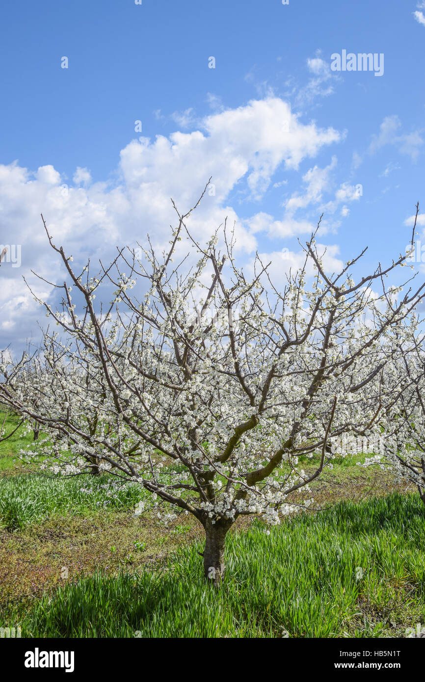 Flowering plum garden Stock Photo Alamy