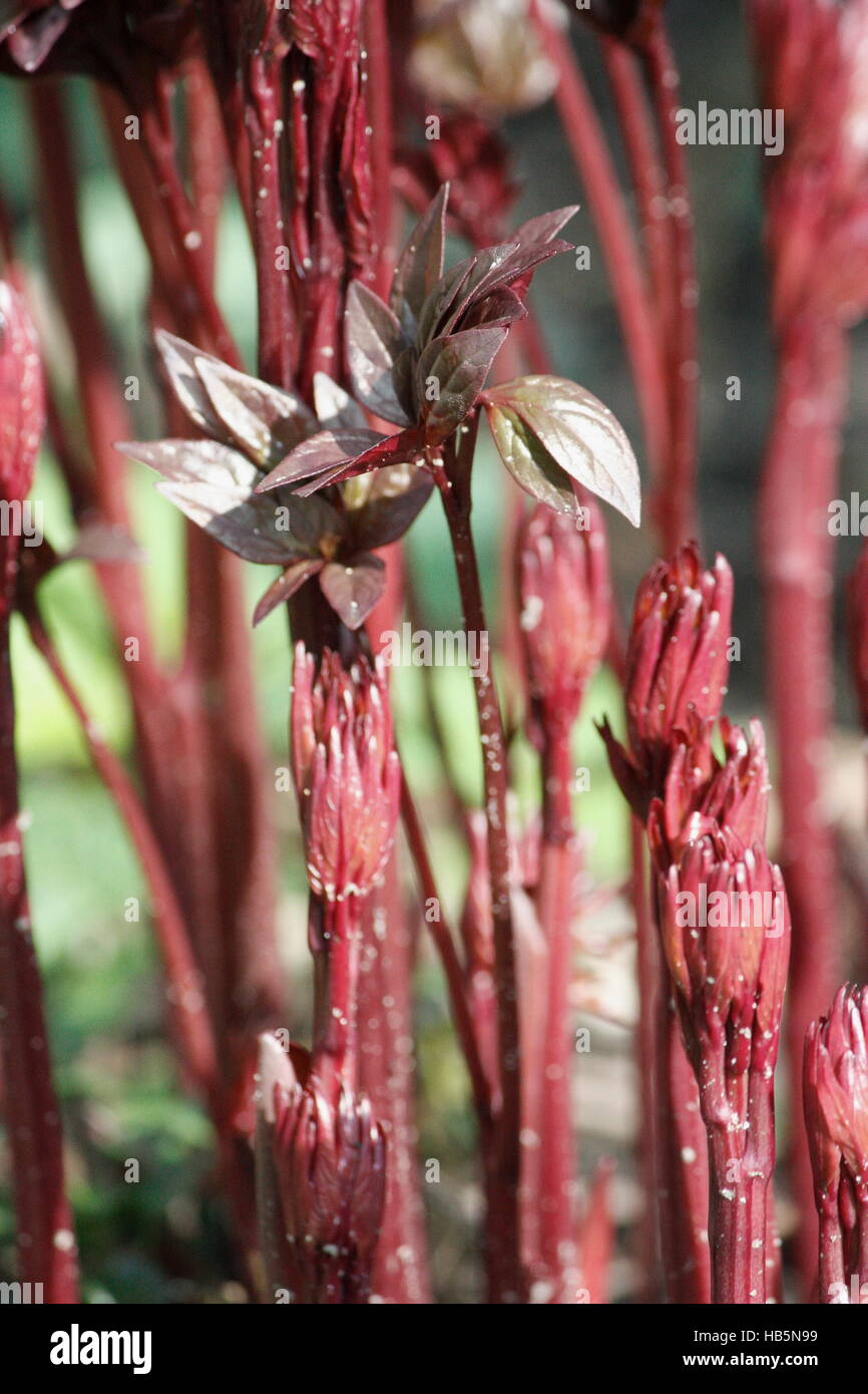 red new leaves sprouting peony Stock Photo