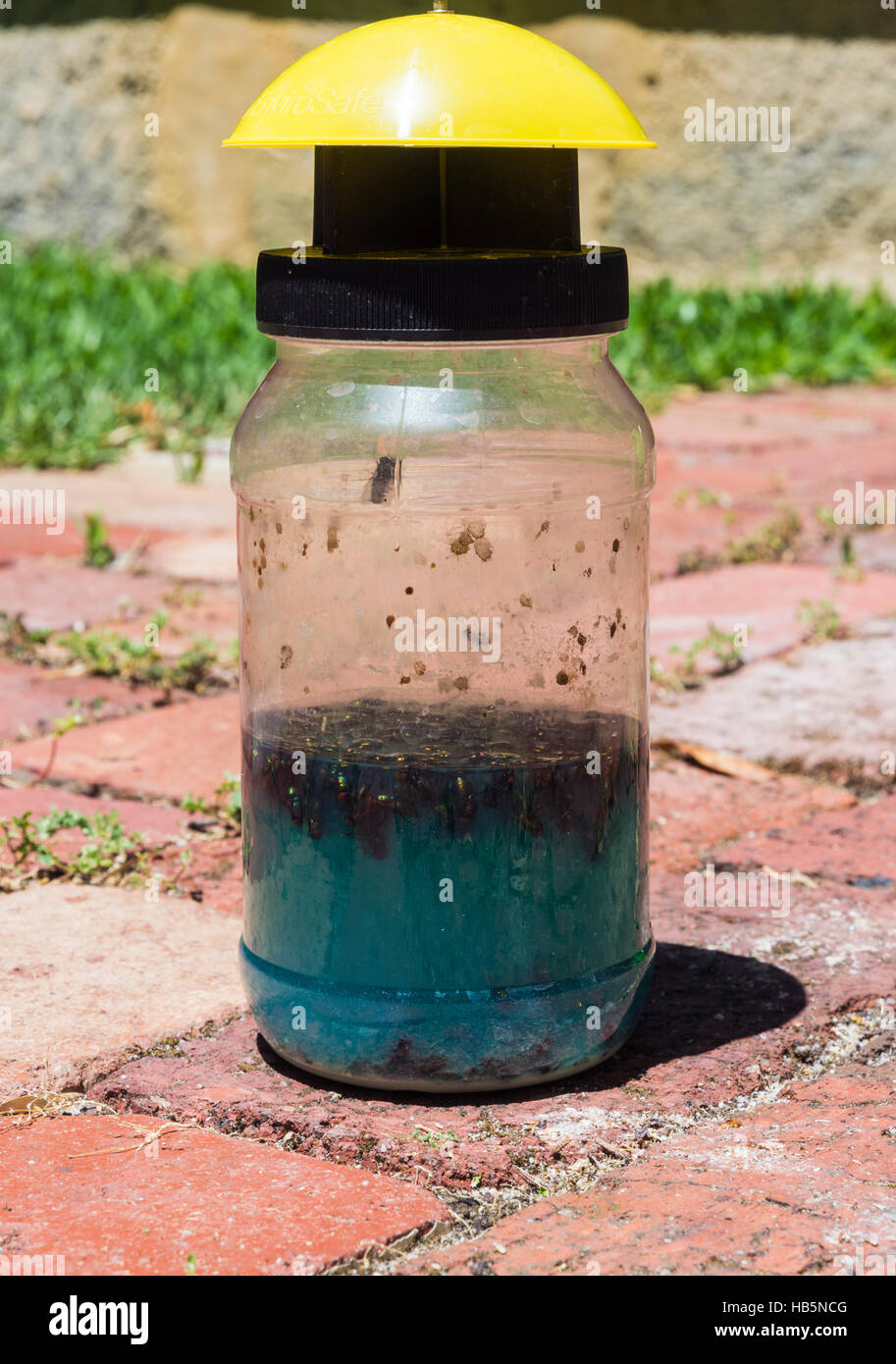 Yellow Sticky Fly Traps Bunnings Wholesale Dealers