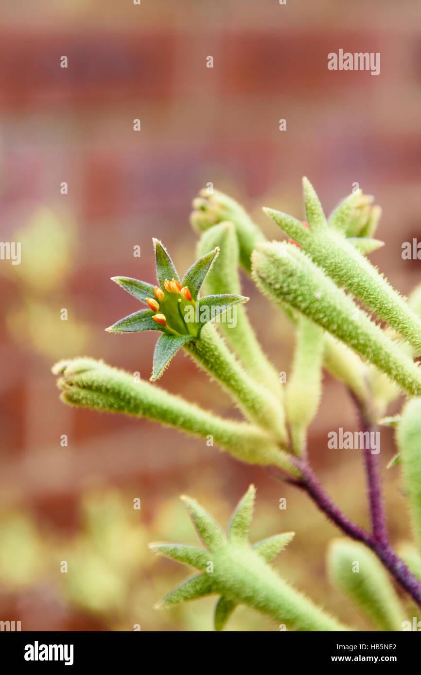 Kangaroo paw flowers hires stock photography and images Alamy