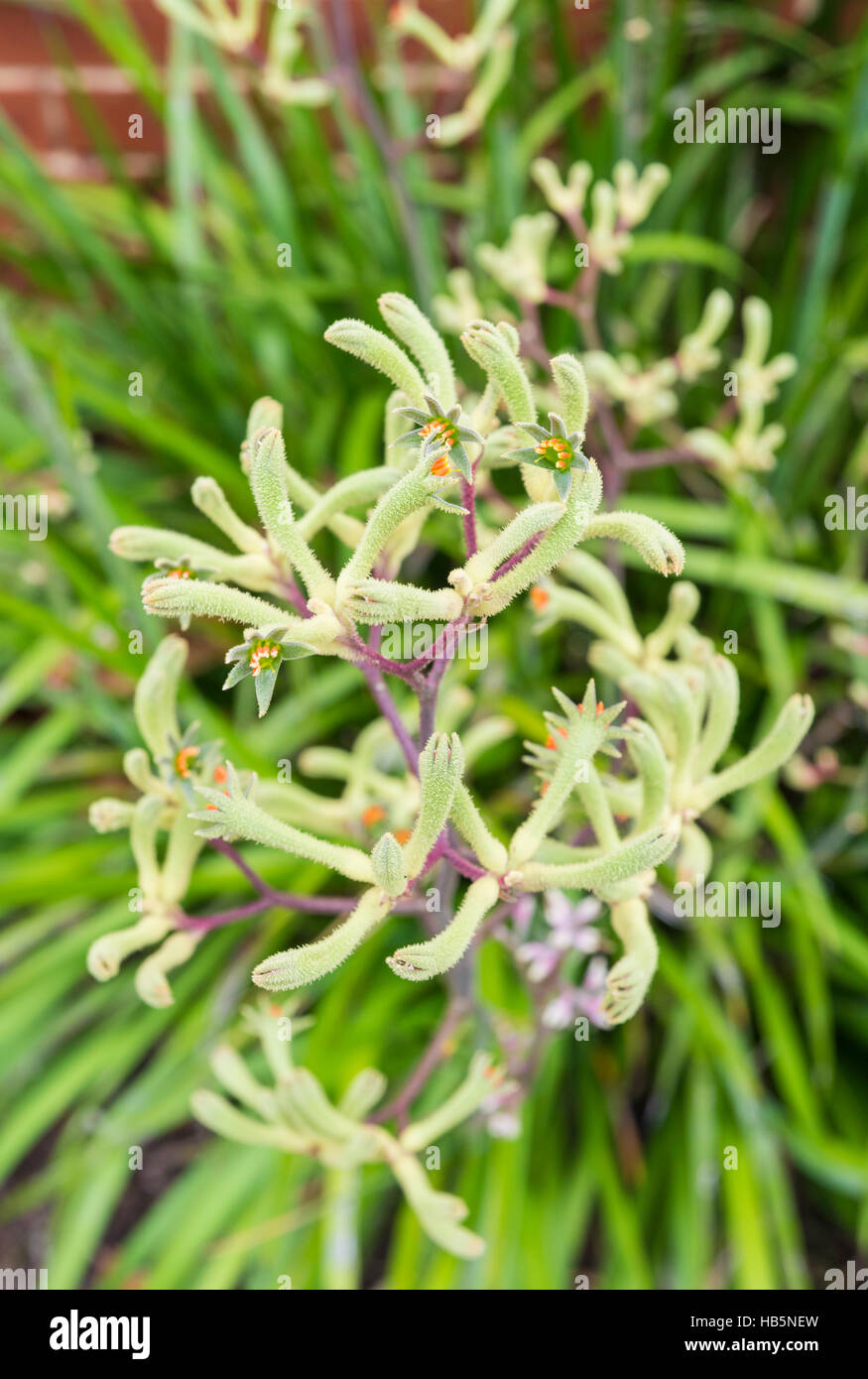 Kangaroo paw flowers hires stock photography and images Alamy