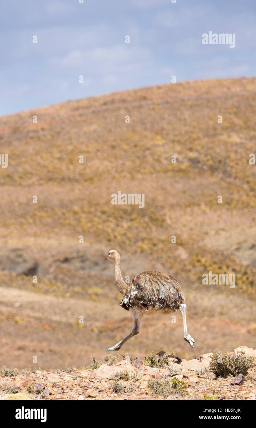 Ostrich running in the mountains in Bolivia Stock Photo