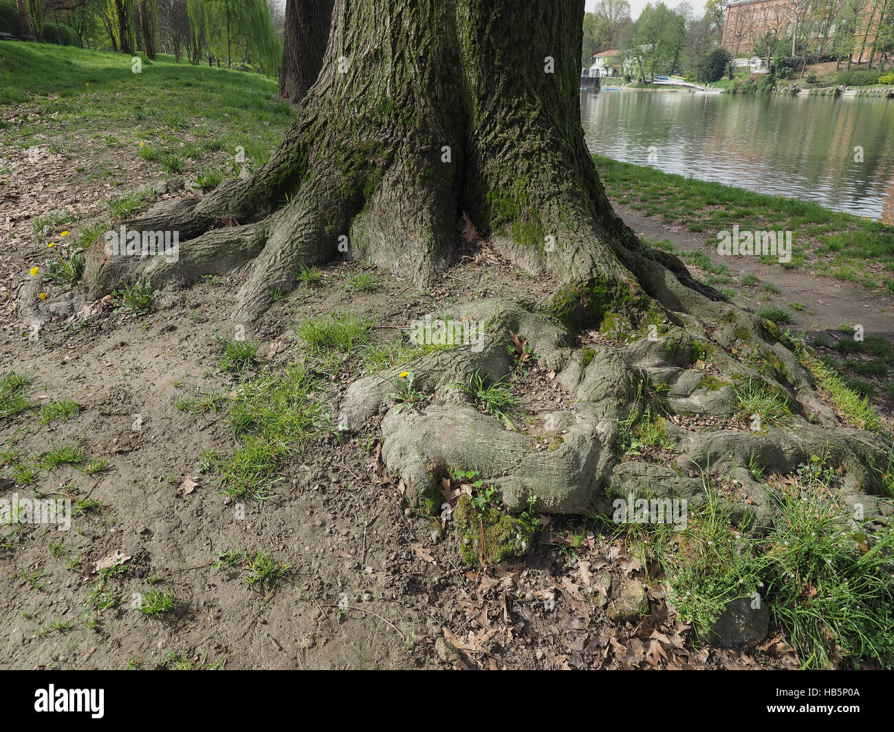 Tree roots near a river Stock Photo Alamy