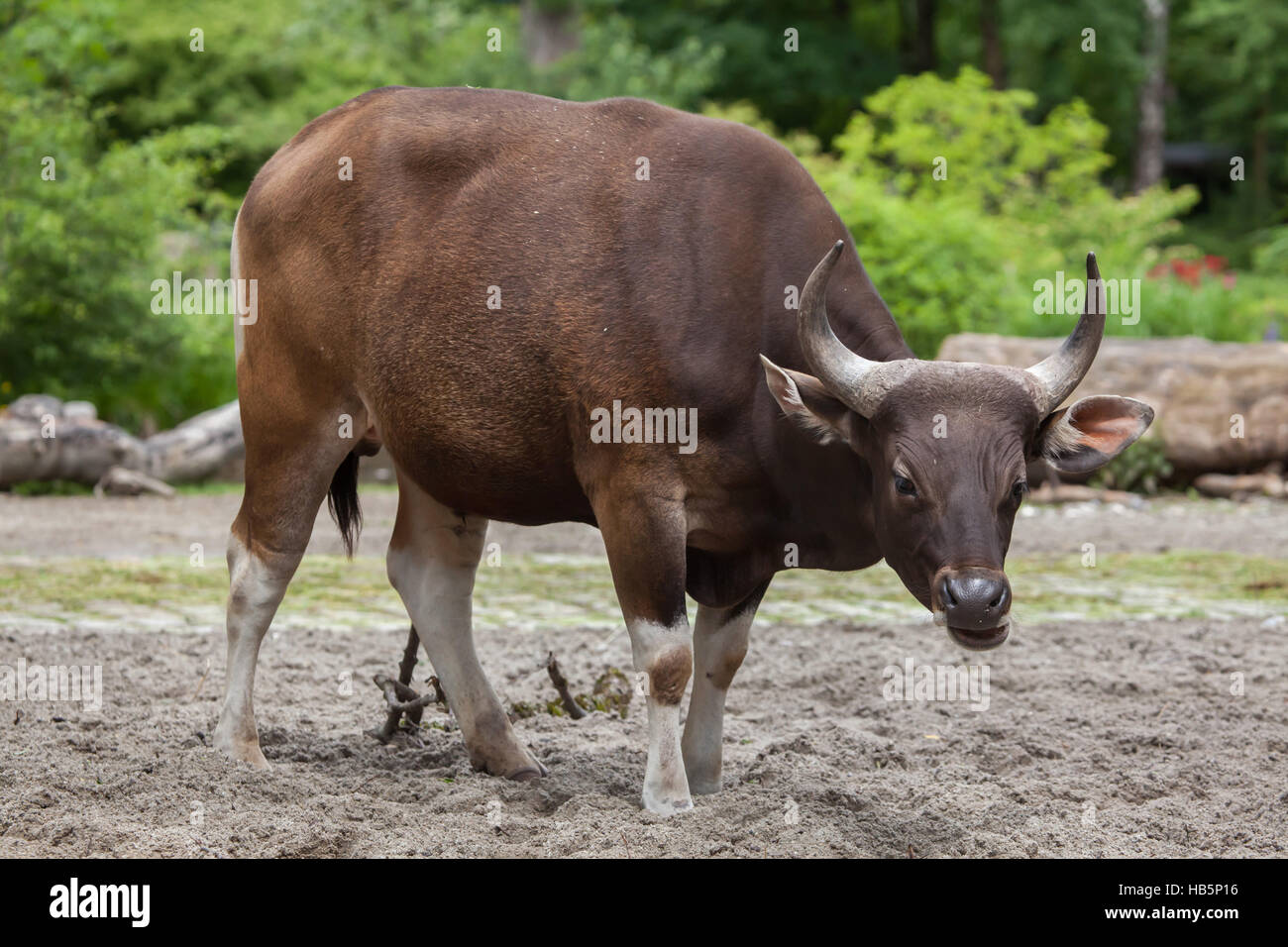 Javan banteng (Bos javanicus), also known as the tembadau. Stock Photo