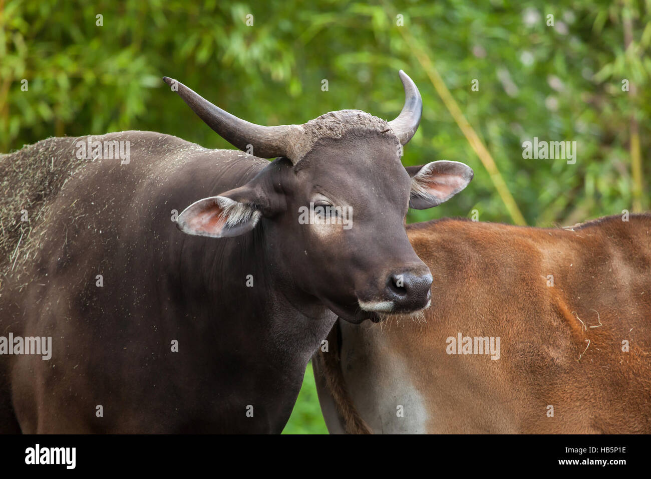 Javan banteng (Bos javanicus), also known as the tembadau. Stock Photo