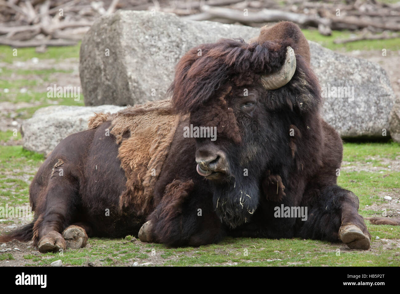 Wood bison (Bison bison athabascae), also known as the mountain bison ...