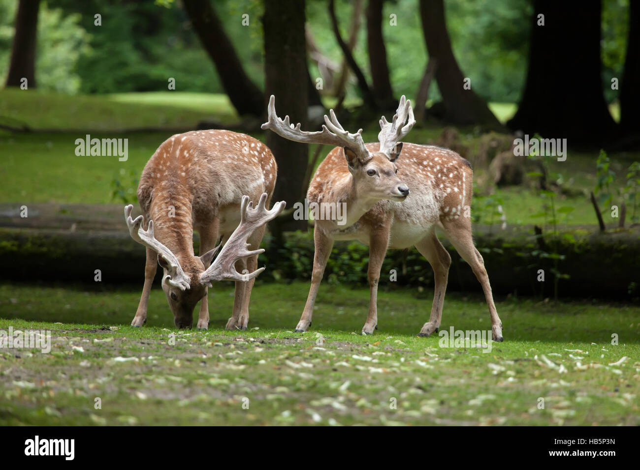 Persian fallow deer (Dama dama mesopotamica). Stock Photo